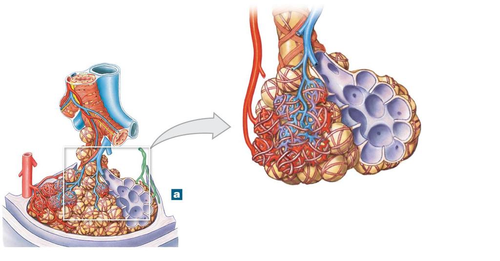 Figure 23-11a Alveolar Organization Smooth muscle Elastic fibers Respiratory bronchiole