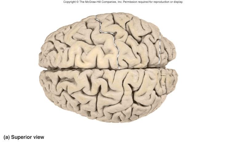 Cerebrum Largest portion of brain Composed of right and left hemispheres each of which has the following lobes: frontal, parietal, occipital, temporal, insula( 5 dif) Sulci and Fissures Longitudinal