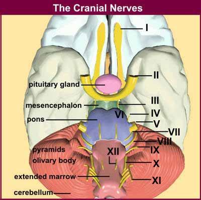 Cranial Nerves Exam [Purpose] 1. To learn how to examine the functions of the 12 pairs of cranial nerves. 2. To understand the function of the 12 pairs of cranial nerves.