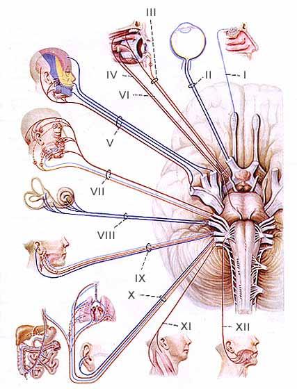 Figure 2. The innervation areas of the cranial nerves Table 1.