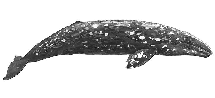 GRAY WHALE Gray whales are found only in the Pacific Ocean, and they have one of the longest migrations of any mammal.