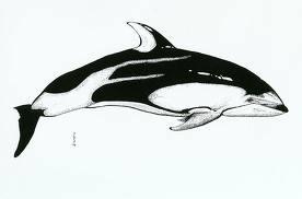 PACIFIC WHITE-SIDED DOLPHIN Pacific white-sided dolphins are found in cold, temperate waters of the North Pacific Ocean from North America to Asia.
