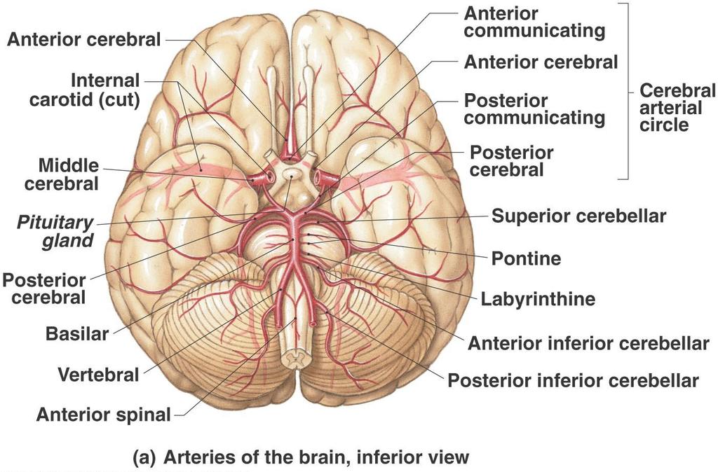 Protection and Support of the Brain Blood supply to the