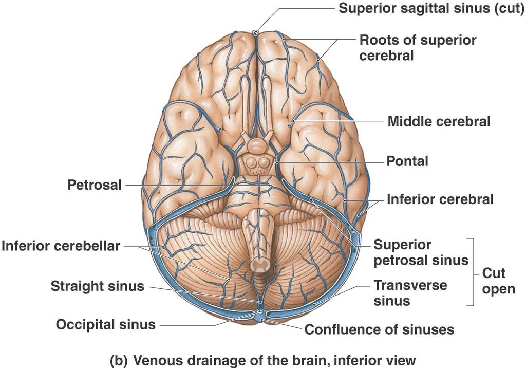 Protection and Support of the Brain Blood Supply to the