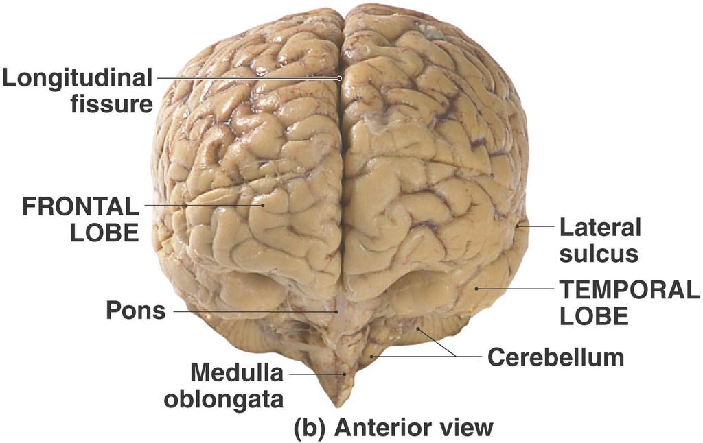 The Cerebrum Figure 15.