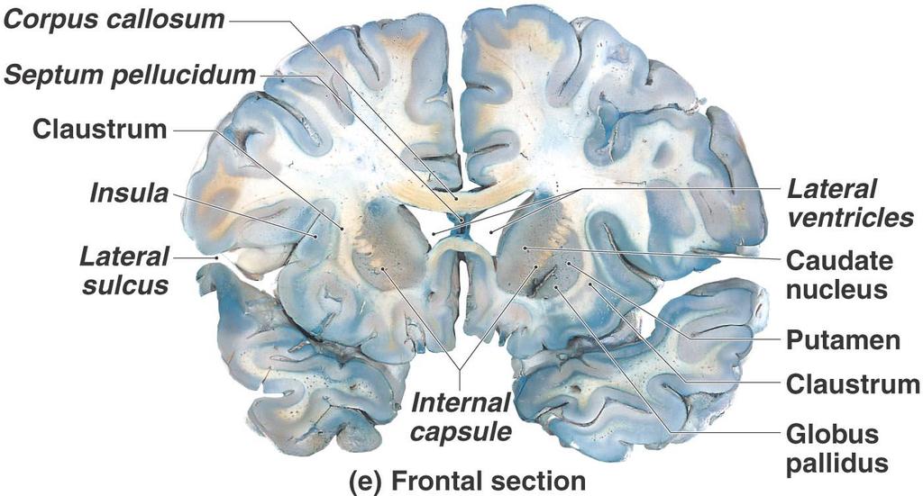 The Cerebrum Figure 15.