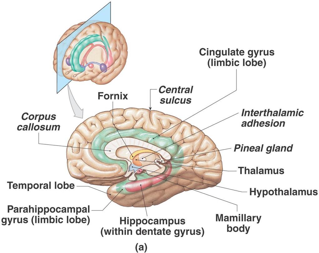 The Cerebrum Figure