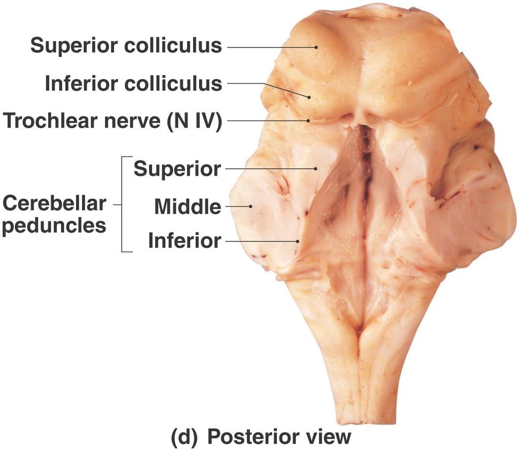 The Mesencephalon Figure 15.