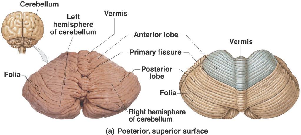 The Cerebellum Figure 15.