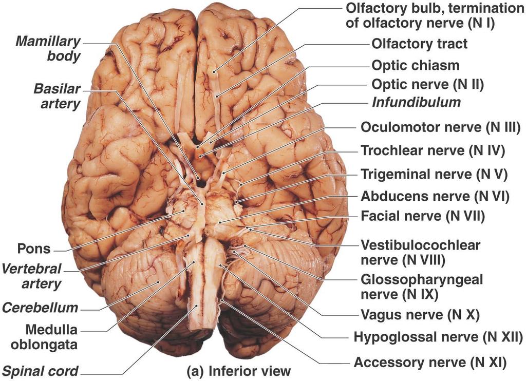 The Cranial Nerves Figure 15.