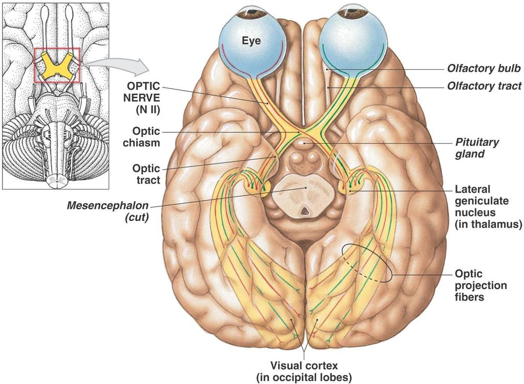 The Cranial Nerves