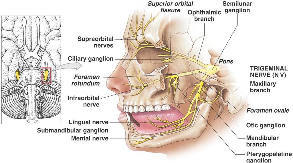 The Cranial Nerves Figure