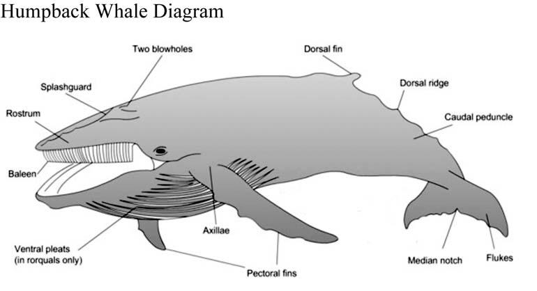 HUMPBACK WHALES TABLE OF LENGTHS Common Name Scientific Name Length in feet (meters) Human adult male Homo sapian 6 ft (2 m) Humpback whale Megaptera novaeanglia 50 ft (15.