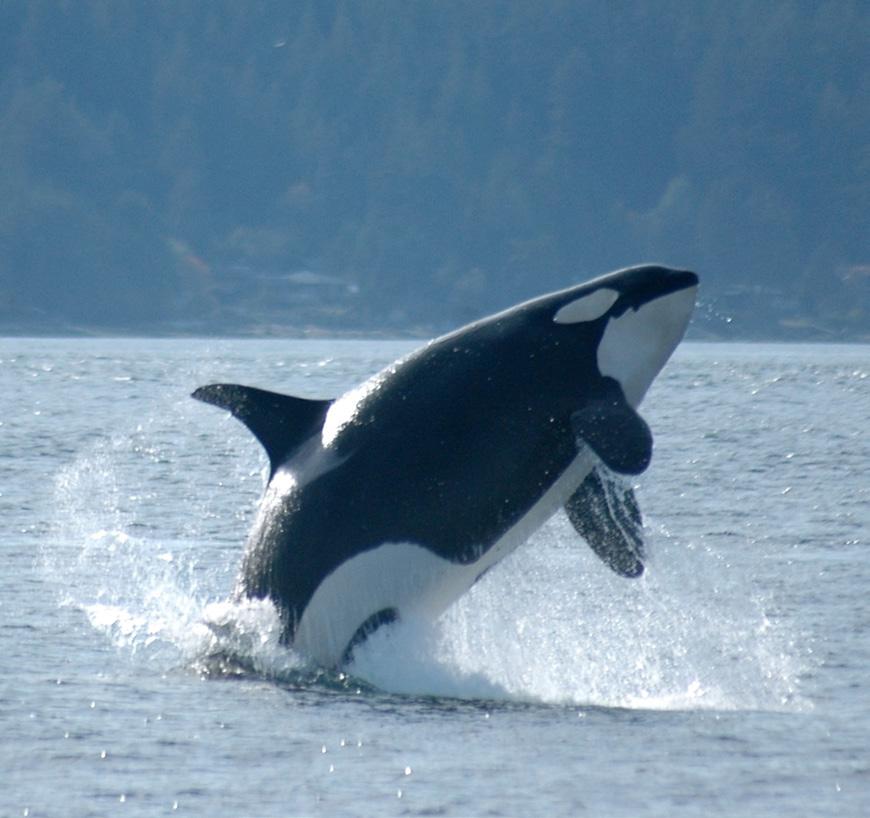 Toothed whales suborder Odontoceti ORCA OR KILLER WHALE (Orcinus orca) Killer whales are found in all the world s oceans and are commonly seen in Puget Sound.