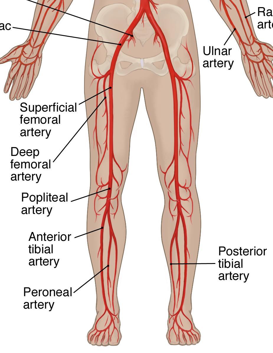 Brief Anatomic Review Internal