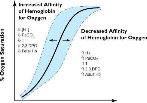 SpO2 Concepts An increase in the variables shifts the curve to the right. Fetal hemoglobin, which binds more readily with oxygen than adult hemoglobin, also affects the curve, as does temperature.