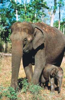 In addition, Asian elephants have a single finger on the upper tip of the trunk, while African elephants have a second on the lower tip.