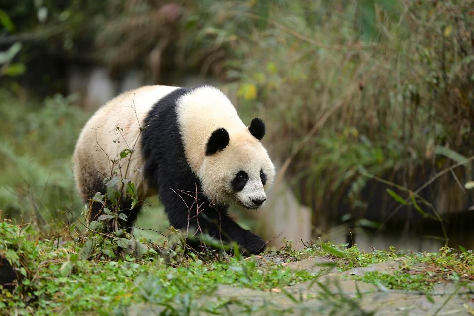 Lin Ping at Ya an Panda