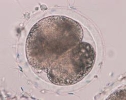 embryos at 2-cell