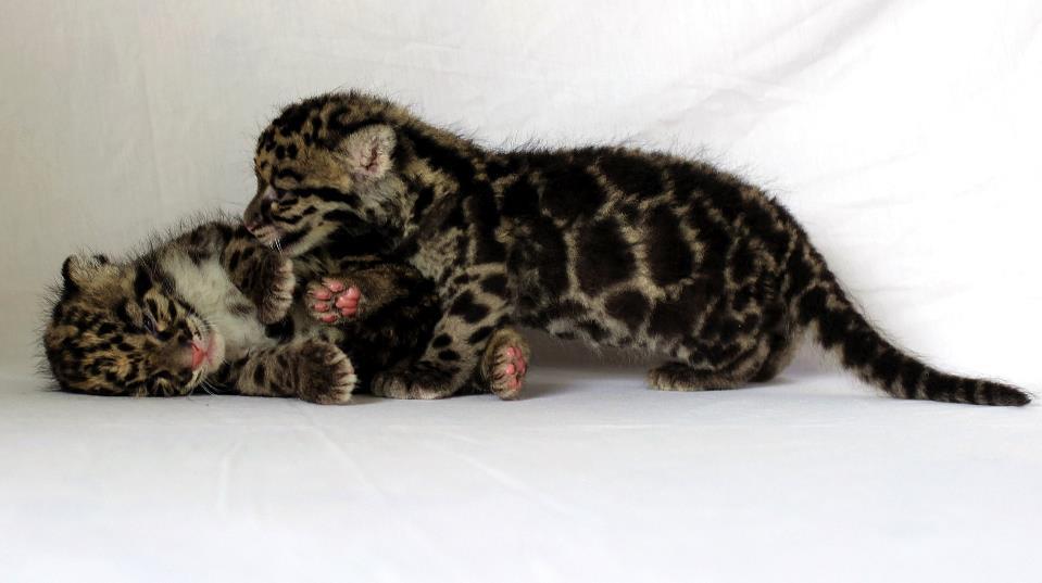 2 nd clouded leopard cubs born