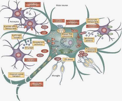 Research of brain science Cellular and molecular levels Biomics