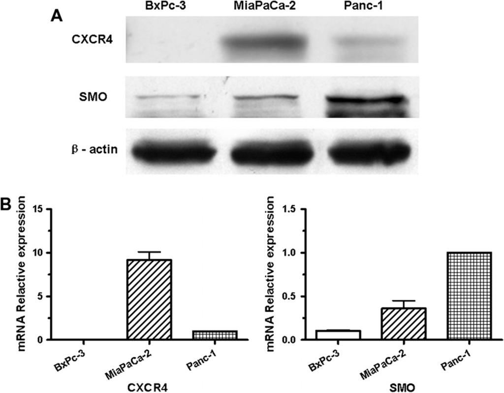 Li et al. Page 9 Fig. 1. The expression of CXCR4 and SMO in the human pancreatic cancer cells.
