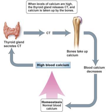 Targets: Bone stimulates the osteoclasts (type of bone cell) to release calcium.