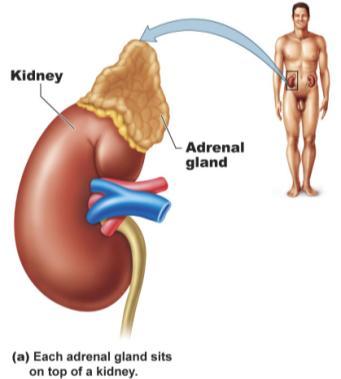 Adrenal Glands Figure 10.
