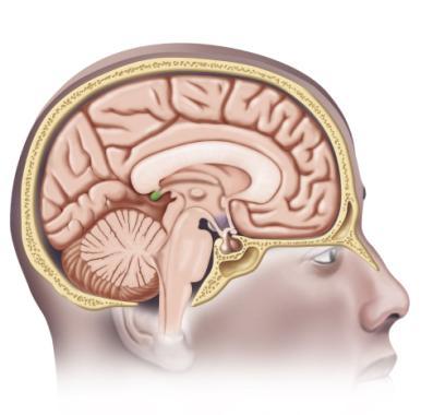 Pineal Gland Pineal gland Cerebrum Hypothalamus Skull Pituitary gland Figure 10.19 Pineal Gland Located in the brain.