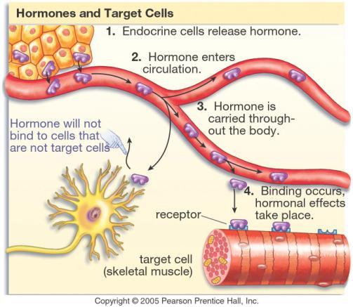 Hormones versus Neurotransmitters Similarity: the endocrine system and the nervous system are both controlled by negative feedback.