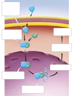 Lipid Soluble Hormones Step 1: The steroid hormone diffuses through the plasma membrane of the target cell.
