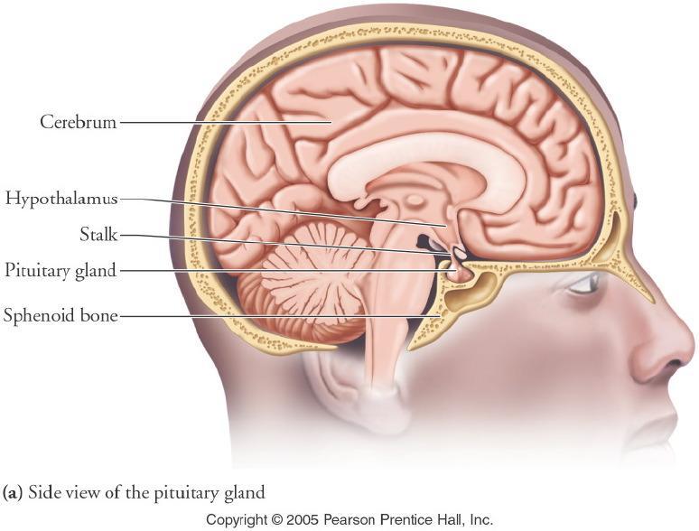 Hypothalamus Hypothalamus: controls glandular