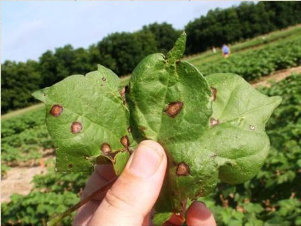 Target Spot Easily confused with Ascochyta Blight