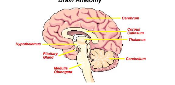 Brain Parts & Functions Medulla Oblongata: located in the brain