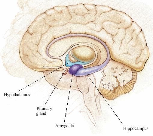 (Limbic System) The Hippocampus plays a pivotal role in learning and memory. What is first known first came from H.M.