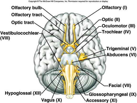 C. Cranial Nerves 1. Twelve pairs of cranial nerves arise from the underside of the brain, most of which are mixed nerves. 2.