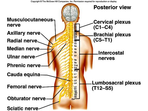 Spinal nerves are grouped according to the level from which they arise and are numbered in sequence, beginning with those in the cervical region. 3.