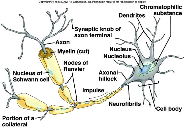 Neuron Structure Nerve fibers = one axon, many dendrites. dendrites carry impulses toward the cell body.
