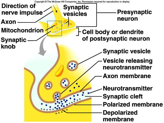 Myelinated fibers = fast conduct impulses from node to node Nerve Impulse: rippling of action potentials down an 21 axon.