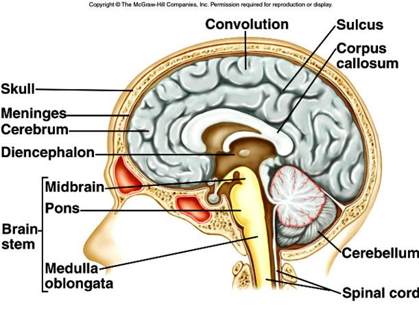 Brain A. The brain is the largest, most complex portion of the nervous system, containing 100 billion multipolar neurons. B.