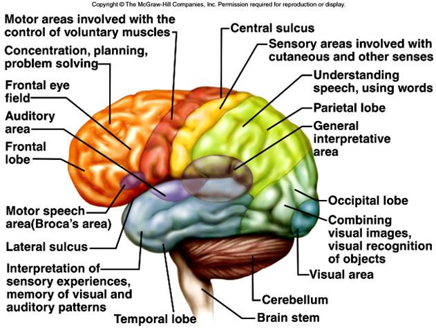 brain stem (coordinates and regulates visceral activities). 43 44 Cerebrum 1. largest portion of the mature brain, consisting of two cerebral hemispheres. 2.