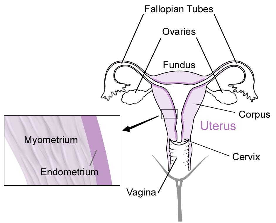 rather thin and lies directly on the myometrium. The basal layer does not exhibit significant changes during the menstrual cycle and acts as the regenerative source of the stratum functionale [7].