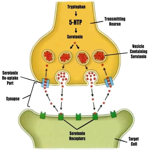 Serotonin Function Mood, anxiety, aggression
