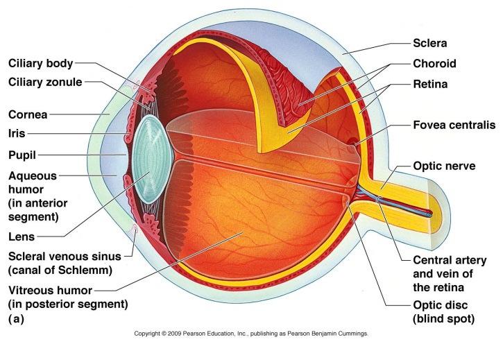 Human Biology 175 Lecture Notes: Special Senses Section 1 Eye A) Accessory Eye Structures 1) Protects 2) a) mucous membrane covers anterior sclera and inner eyelid b) lubricate/rinse the surface c)