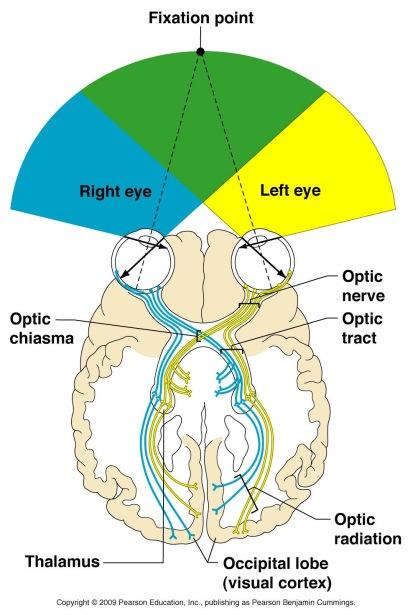 B) Visual information pathway 1) 2) information from each eye is transmitted to both cerebral hemisphere s for processing 3) visual processing/overlap images from each eye C) Sight 1) Normal vision: