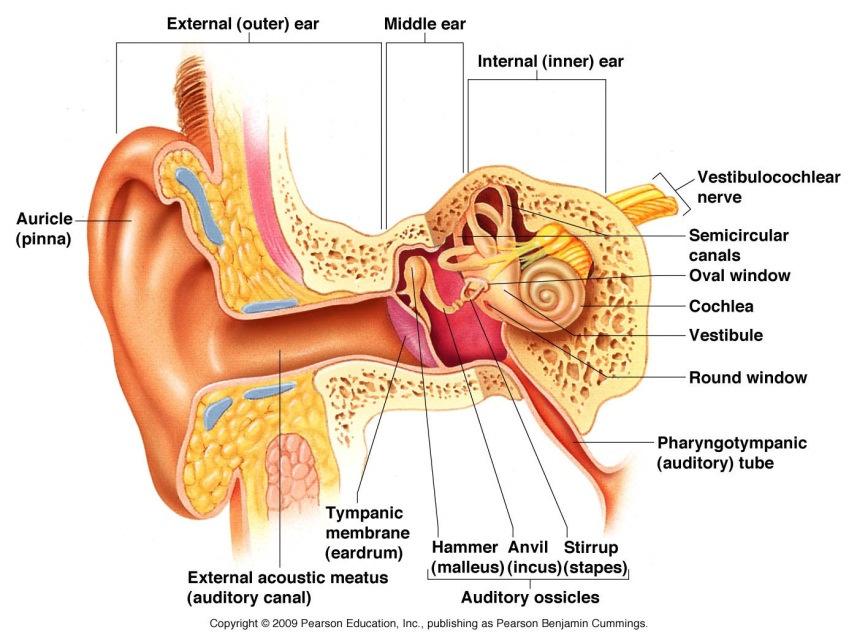 Section 3 Ear A) (outer) a) auricle/pinna b) External accoustic meatus (1 long) passes through the bone c) Lined with Secrete cerumen (earwax) that traps particles d) Filled with: e) 2) Function: