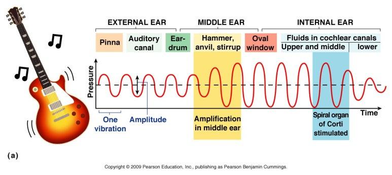 Section 4 Hearing & Equilibrium A) Hearing 1) Pathway of Sound a) auricle/pinna b) External accoustic meatus c) Tympanic membrane d) Ossicles e) Oval window f) Cochlea-- (1) Hair cells with