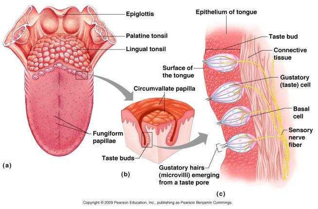 vestibular nerve d) Section 5 Chemical Senses A) Chemical senses of the tongue a) : macroscopic b) Covered with epithlial tissue c) Taste buds: (1) chemoreceptor/sensory receptor (2) Basal