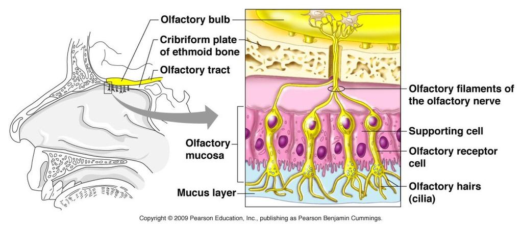 B) Olfaction 1) Nasal cavity 2) Lined with olfactory epithelium 3) : hair cells/chemoreceptors/sensory receptor sensitive to molecules dissolved in fluids of the mucosa 4) Axons pass through ethmoid