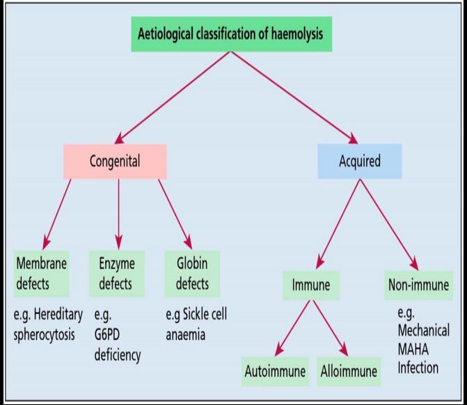 Haemolytic Anaemia HEMATOLOGY TEAM 436 Features of increased red cells production. Reticulocytosis Bone marrow erythroid hyperplasia. RBC Lysis (Extravascular Vs.